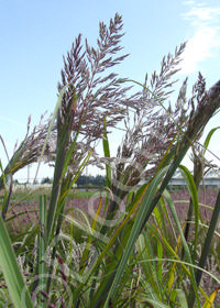 Erianthus ravennae (Saccharum ravennae)                  